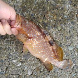 越前海岸でエギング